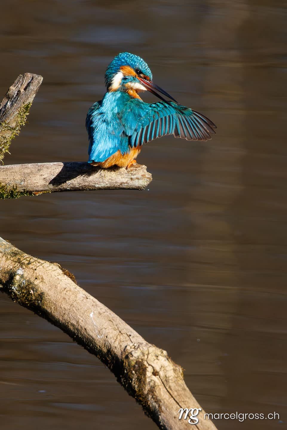 swiss bird pictures. . Marcel Gross Photography