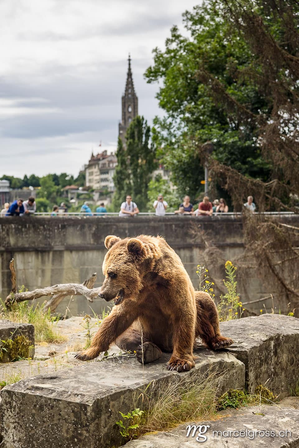 Bern Bilder. European Brown bear (Ursus arctos arctos) in front of the oldtown of Bern with Berner Münster. Marcel Gross Photography
