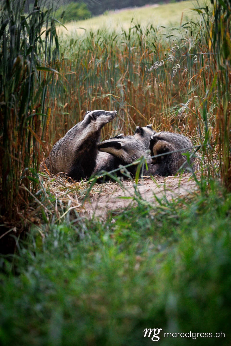 badger pictures. . Marcel Gross Photography