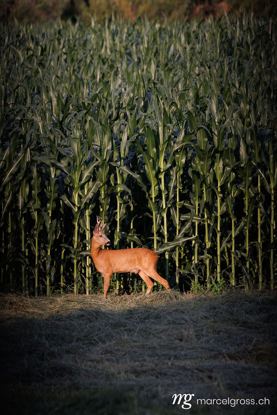 deer pictures. . Marcel Gross Photography