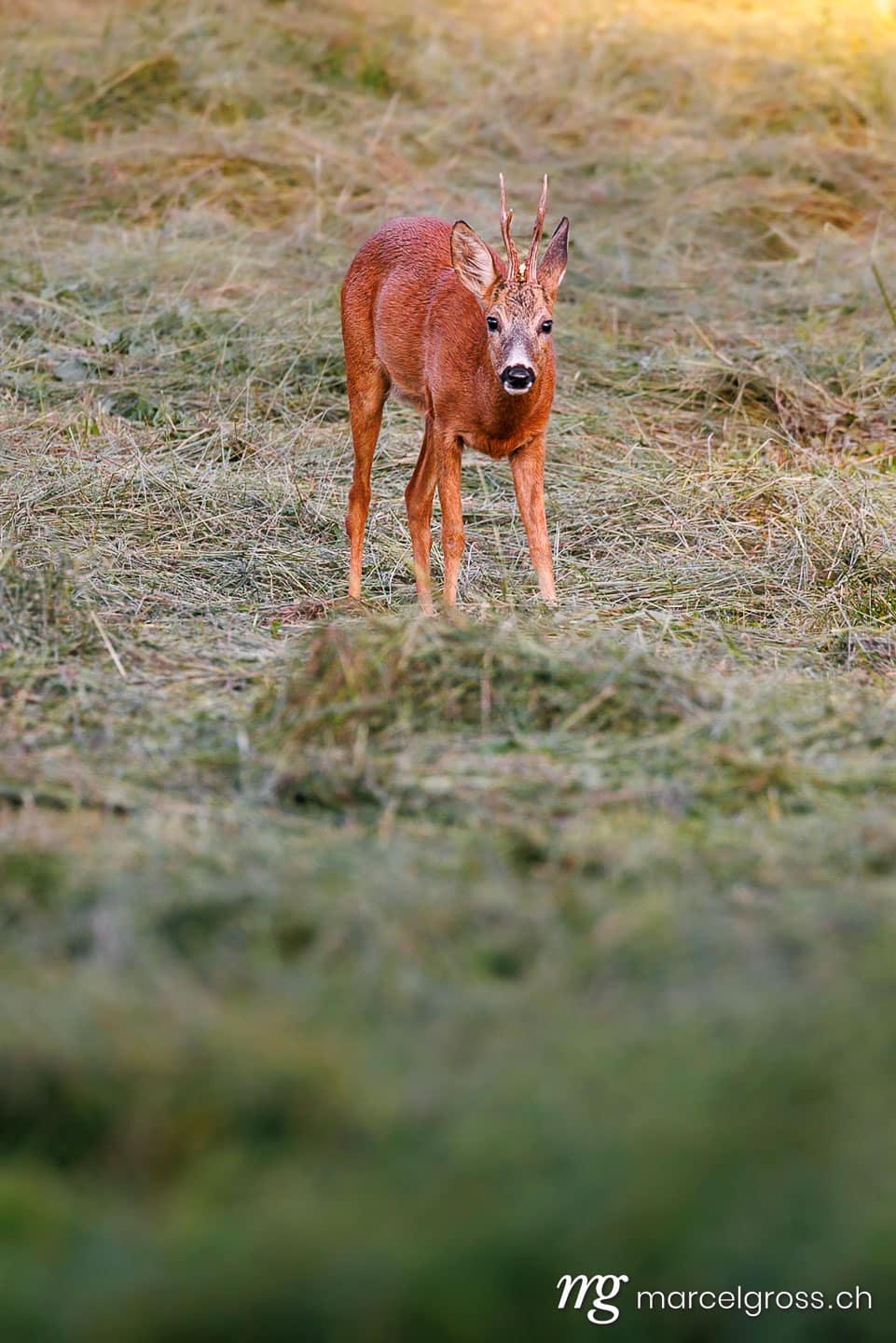 deer pictures. . Marcel Gross Photography