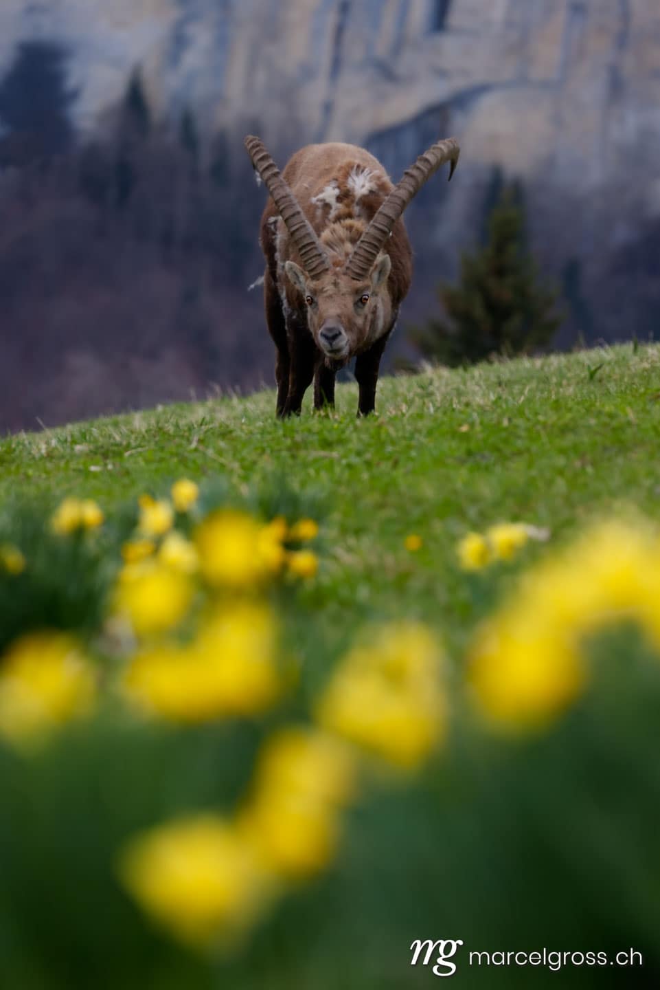 Steinbock Bilder. . Marcel Gross Photography
