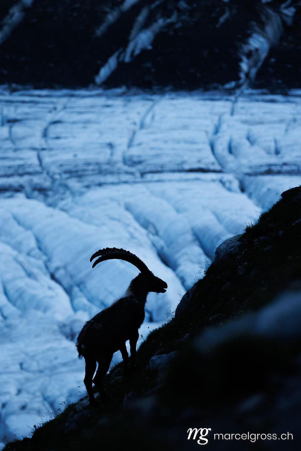 Steinbock Bilder. silhouette of an alpine ibex standing in front of a swiss glacier during blue hour. Marcel Gross Photography