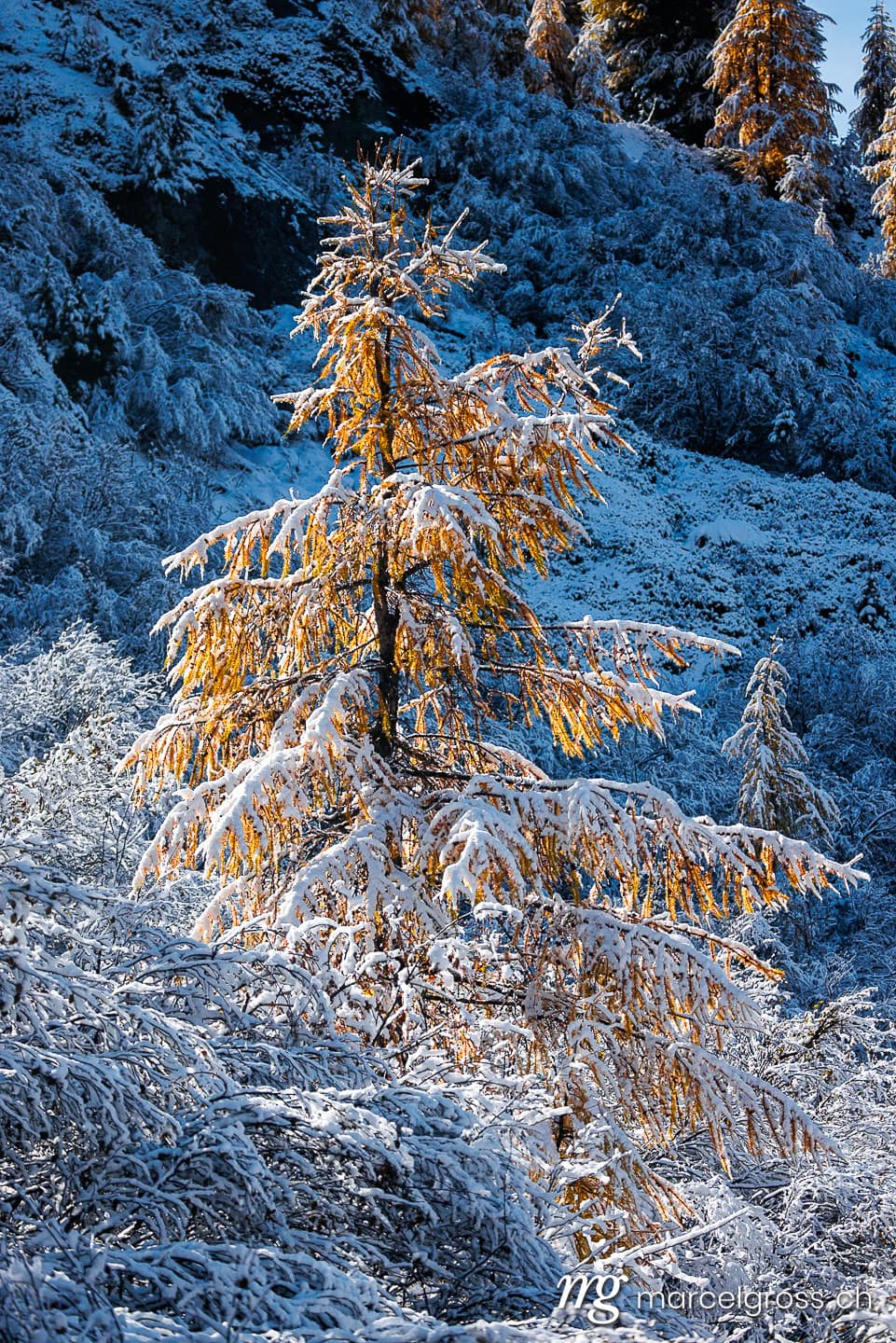 Engadin Bilder. larches in first snow in Engadin, Switzerland. Marcel Gross Photography