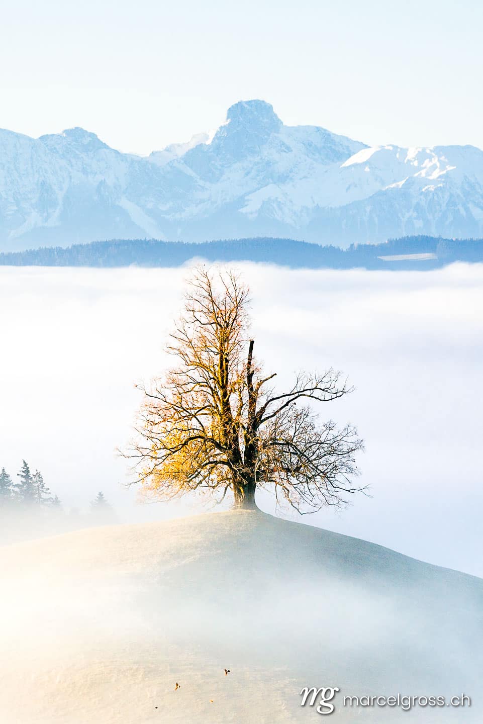 Emmental Bilder. Baum vor Stockhorn. Marcel Gross Photography