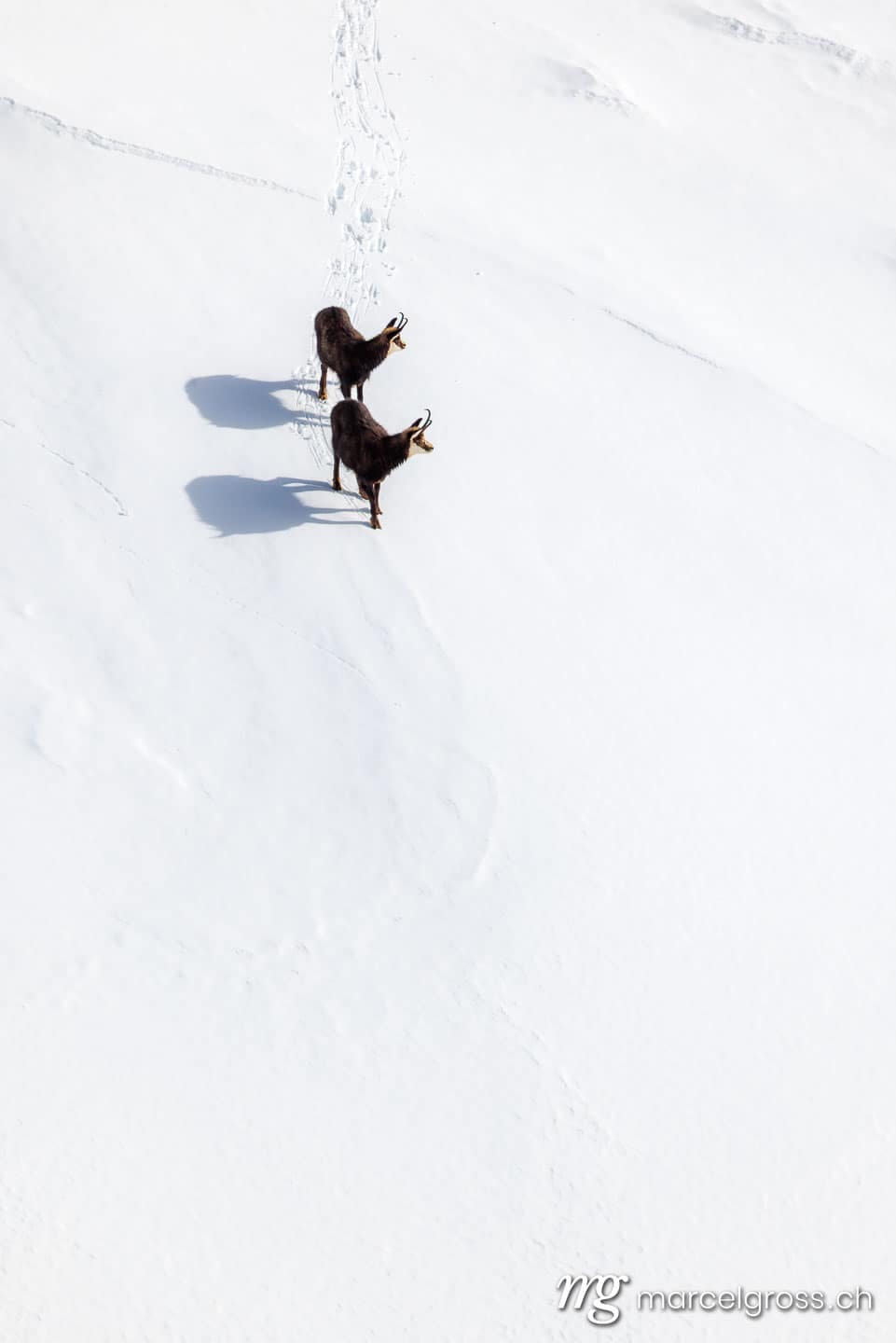 Chamois in the snow. Marcel Gross Photography