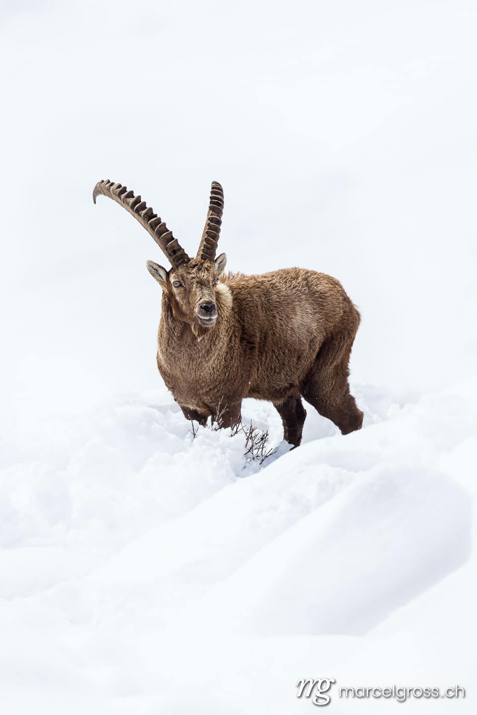 Steinbock Bilder. . Marcel Gross Photography