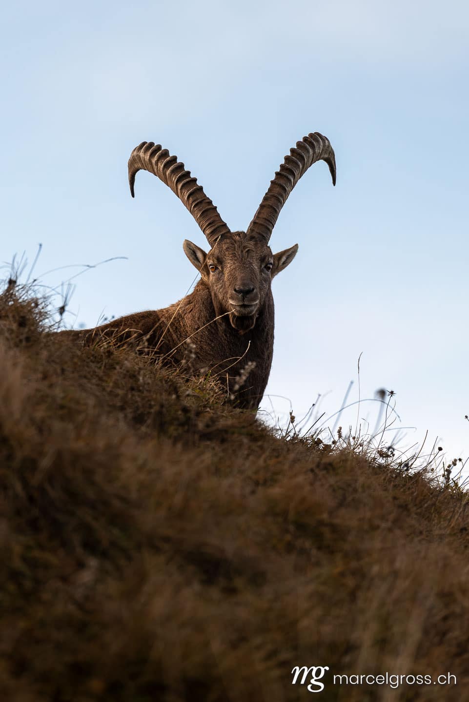 Steinbock Bilder. . Marcel Gross Photography