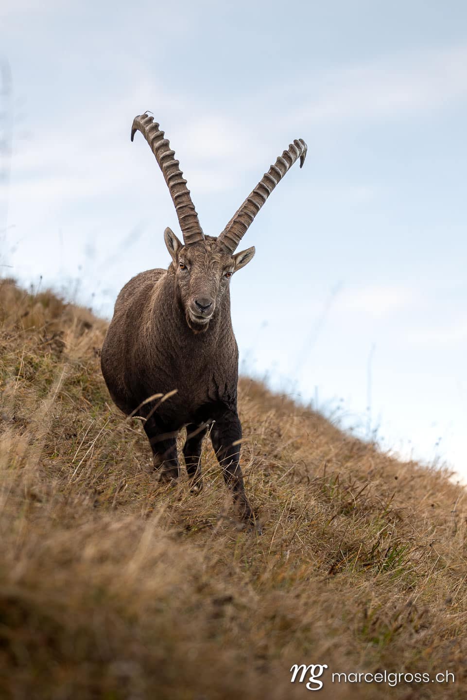 Steinbock Bilder. . Marcel Gross Photography