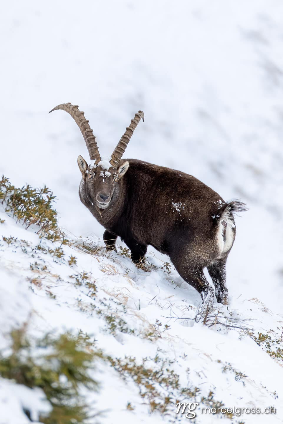 Steinbock Winter Schnee. . Marcel Gross Photography