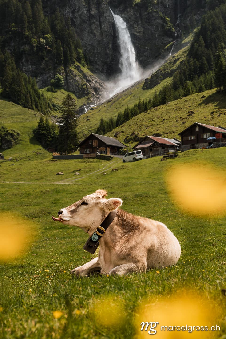 . swiss cow on an alpine meadow in summer in front of Stäuber Waterfall, Uri. Marcel Gross Photography