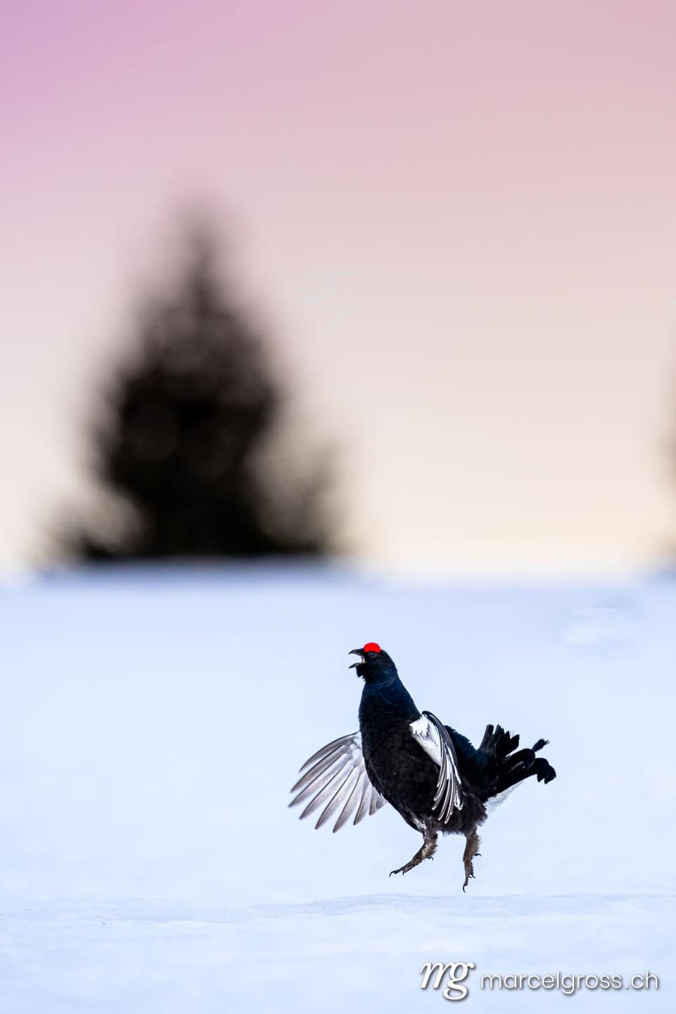 . (c) Marcel Gross Photography