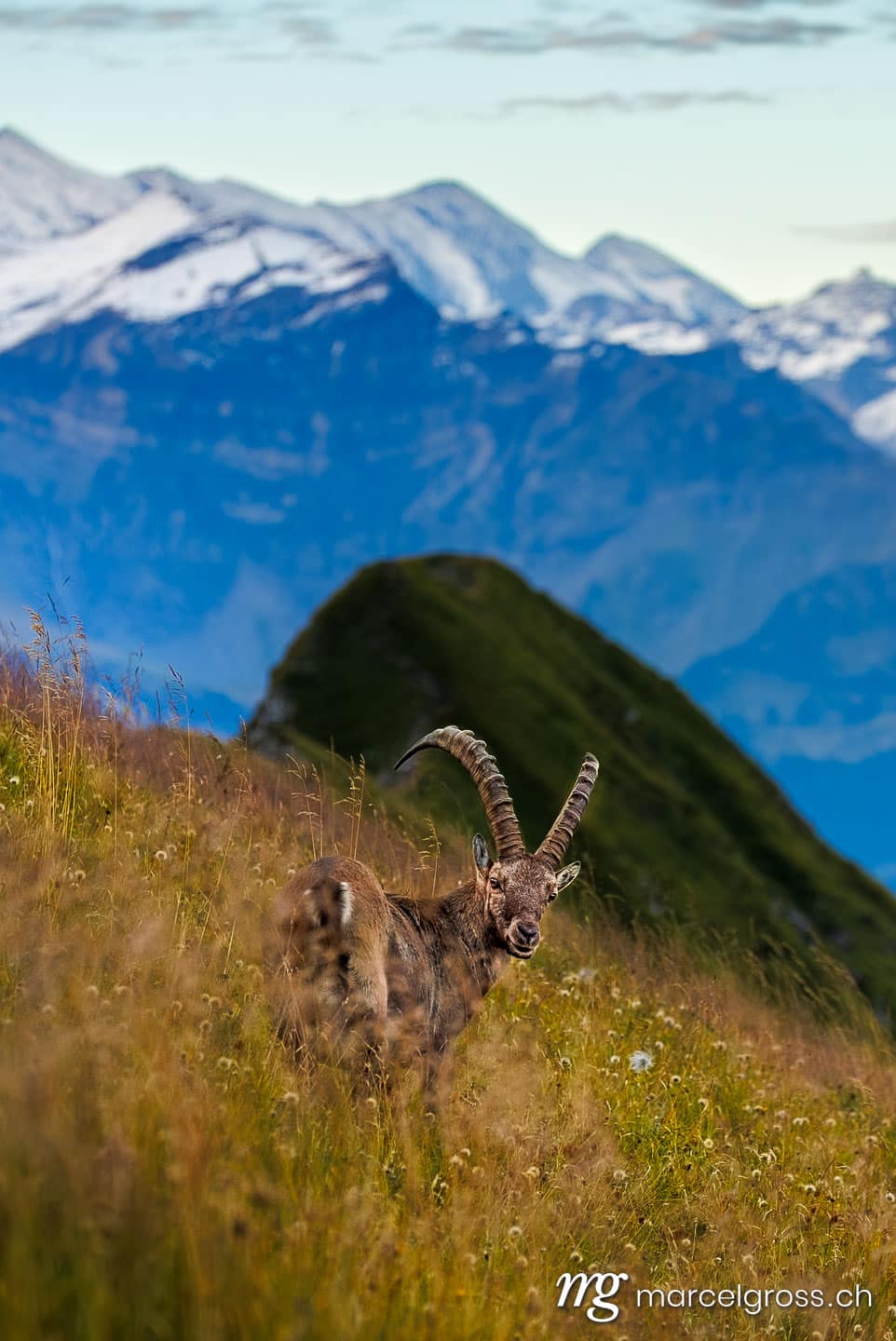 Steinbock Bilder. Steinbock on Hardergrat in the Bernese Alps. Marcel Gross Photography