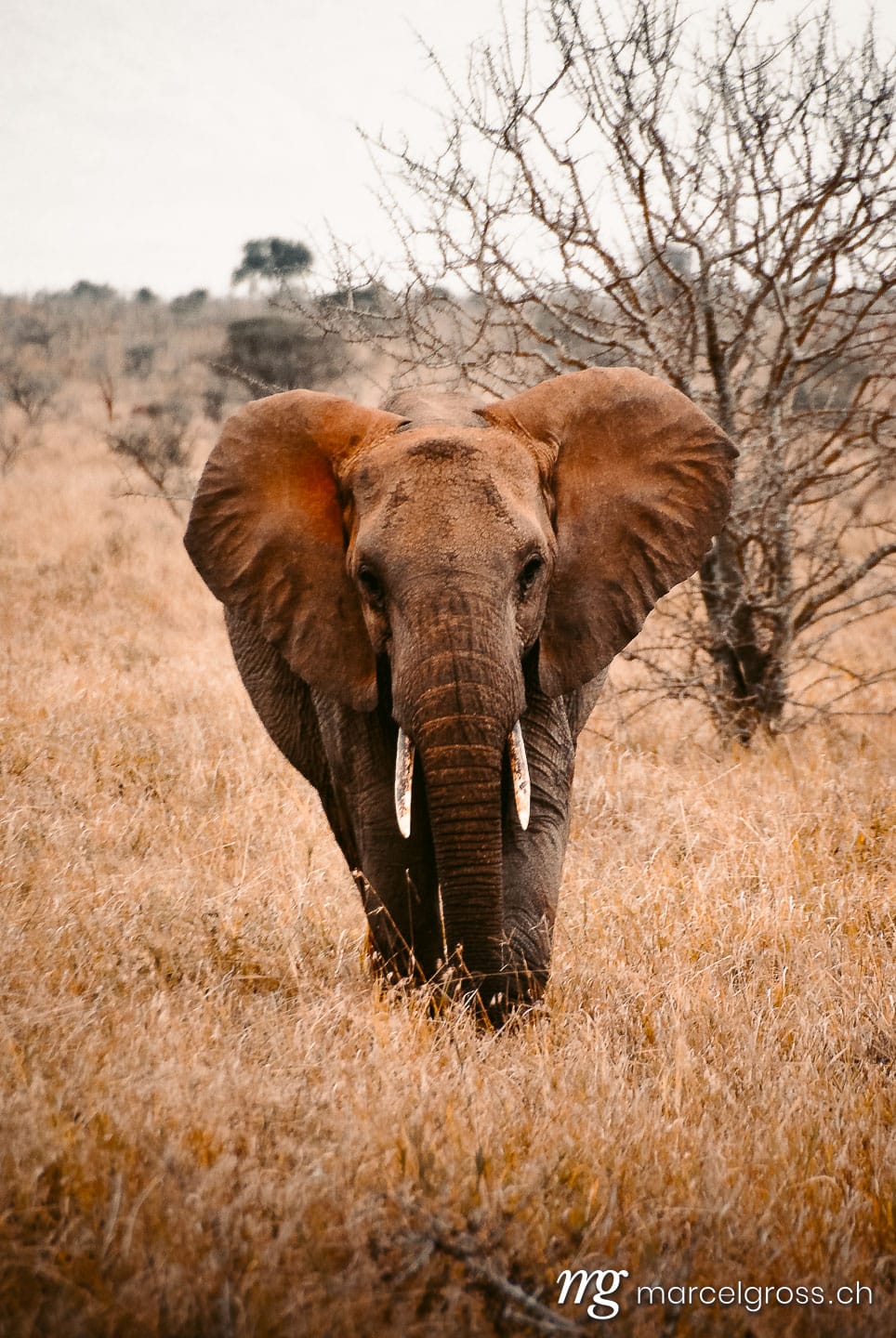 . red elephant. Marcel Gross Photography