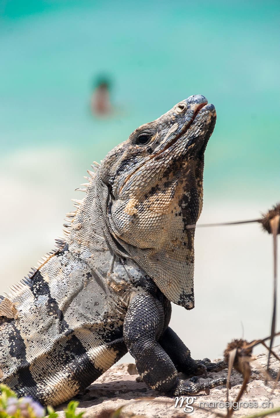 . Beachboy. Marcel Gross Photography