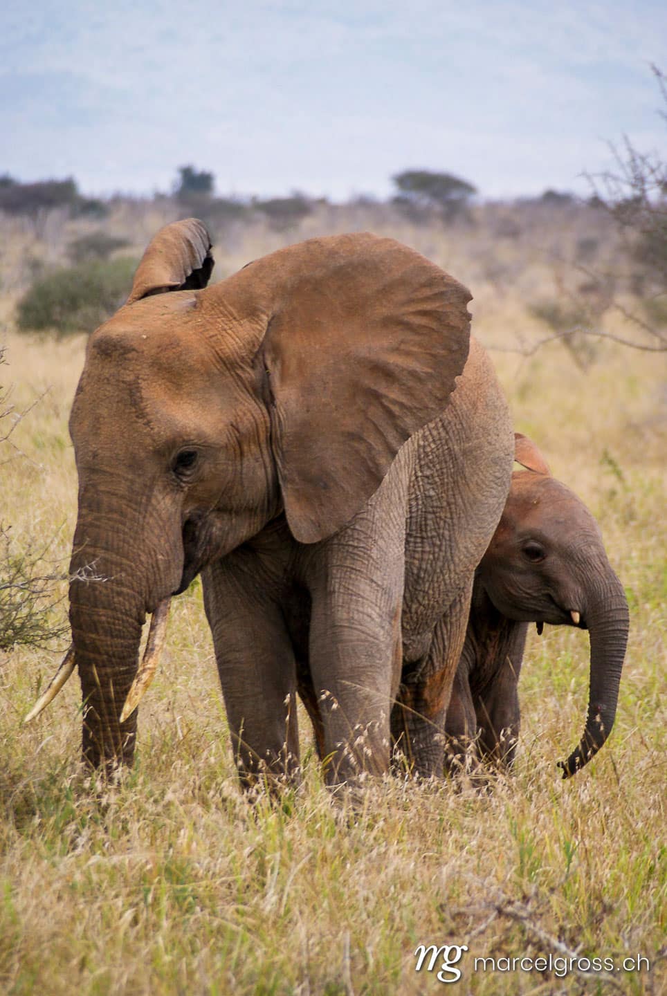 . double elephant. Marcel Gross Photography