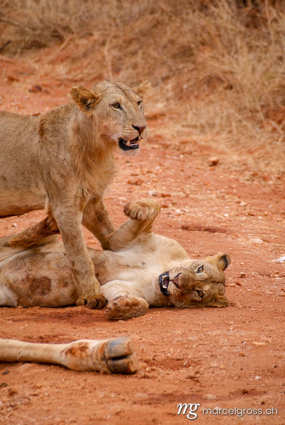 SONY DSC. Taken by Marcel Gross Photography