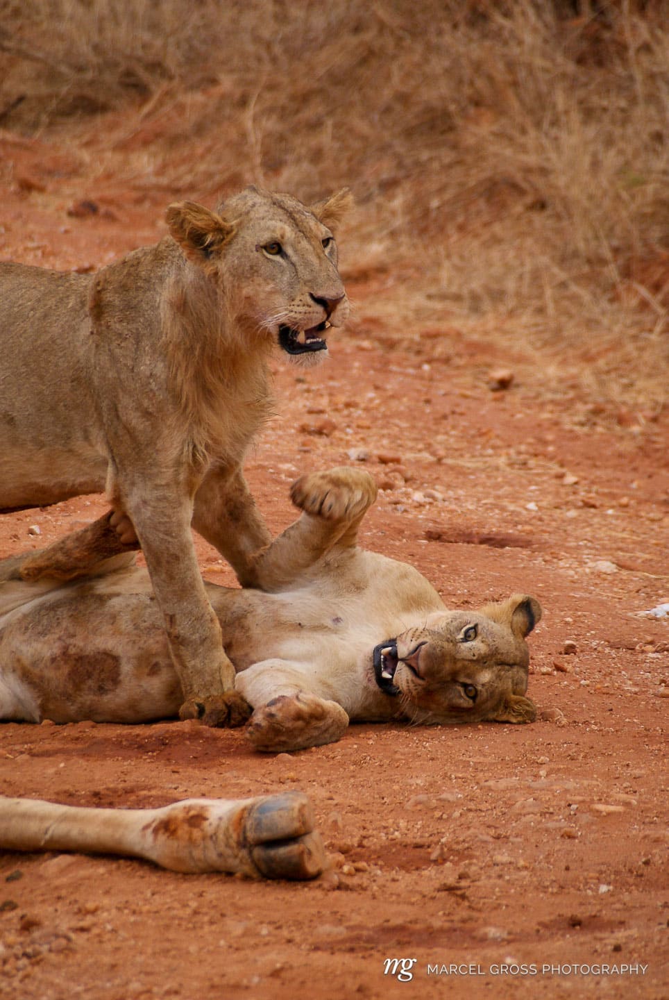 SONY DSC. Taken by Marcel Gross Photography