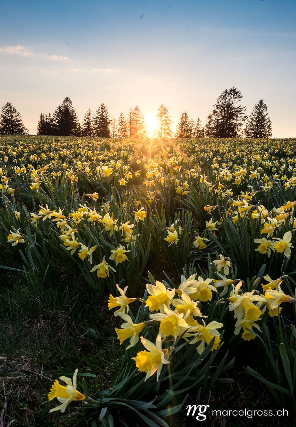 Frühlingsbilder Schweiz. . Marcel Gross Photography