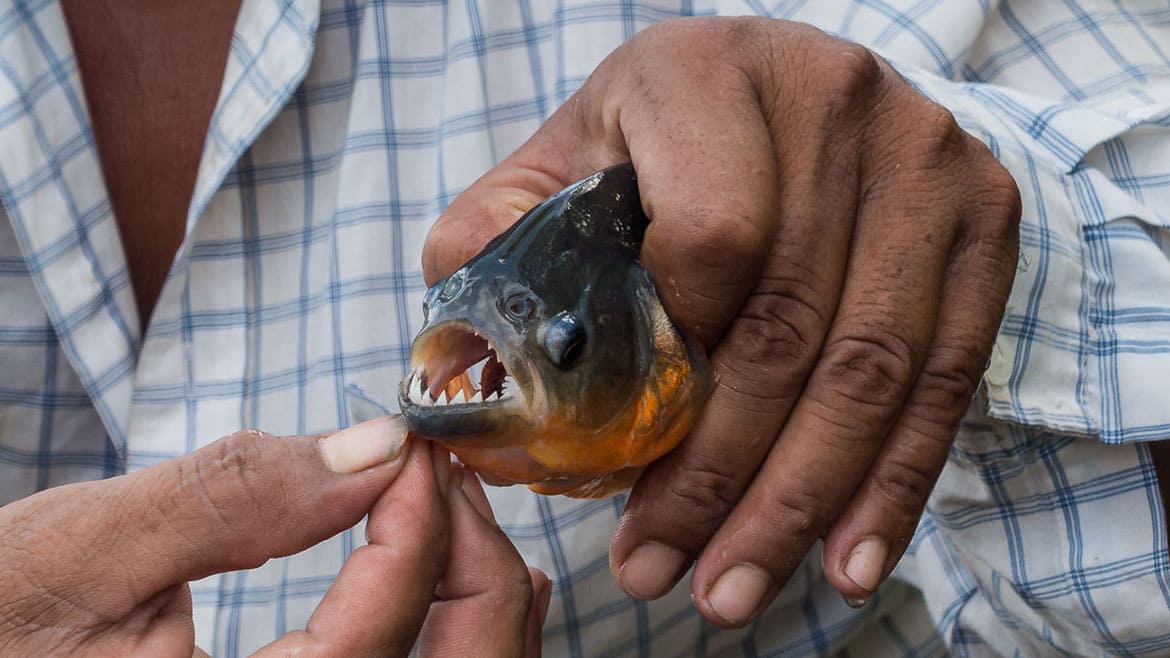 Piranha
