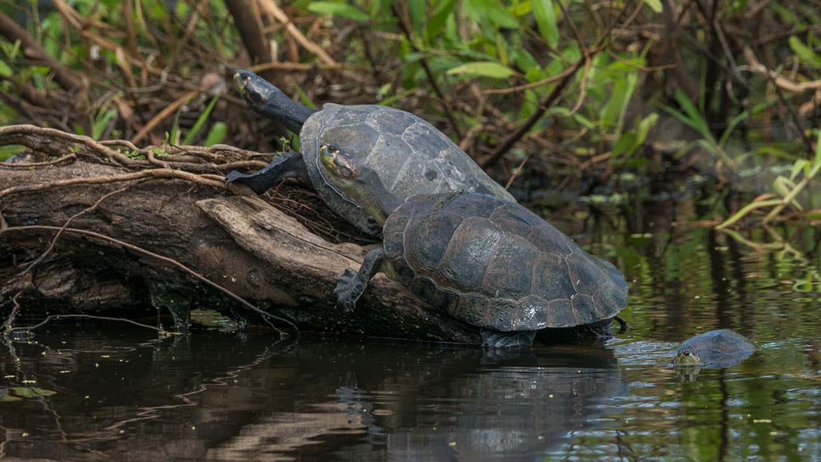 Wasserschildkröten wärmen sich an der Sonne