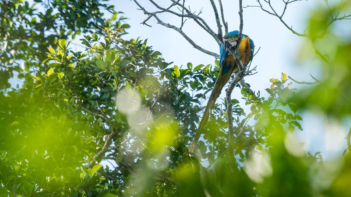Yellow-breasted Macaw