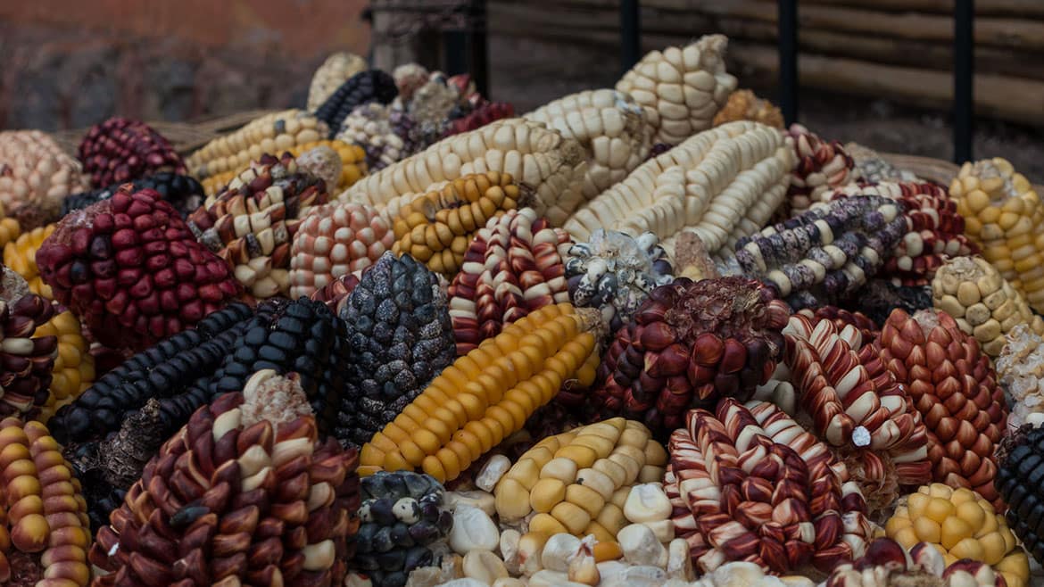 Corn in all imaginable forms - a legacy of the Incas