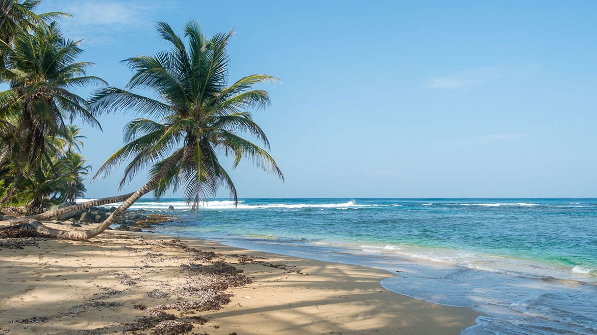 Kokospalmen und Sandstrand