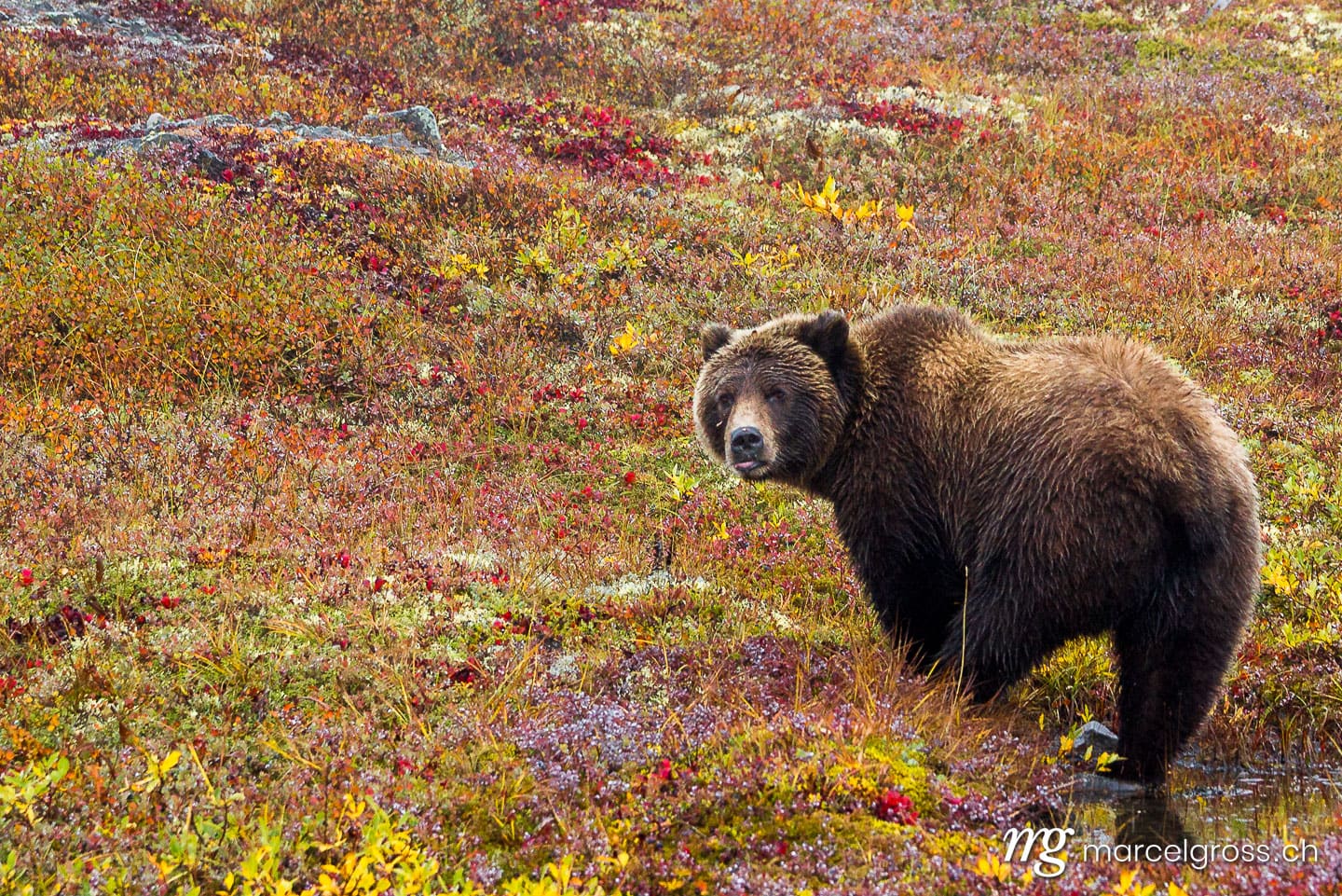 a beautiful Grizzly in the colorful automne tundra. Taken by Marcel Gross Photography